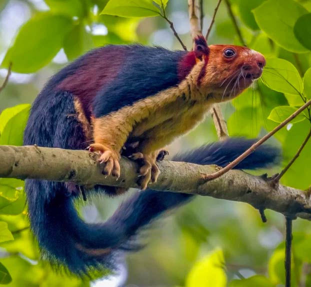 Shekru, una ardilla gigante con pelaje multicolor de la selva de Malabar