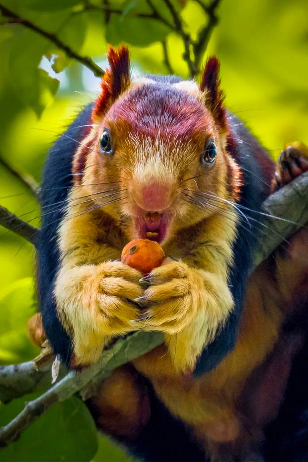 Shekru, una ardilla gigante con pelaje multicolor de la selva de Malabar