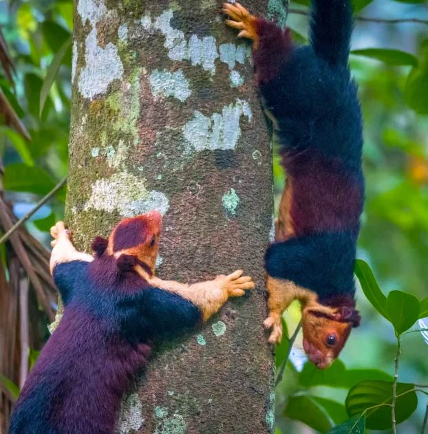 Shekru, una ardilla gigante con pelaje multicolor de la selva de Malabar