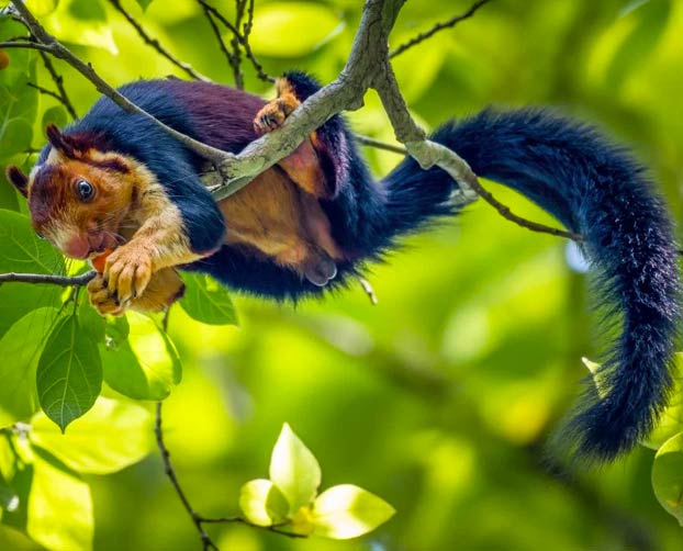 Shekru, una ardilla gigante con pelaje multicolor de la selva de Malabar