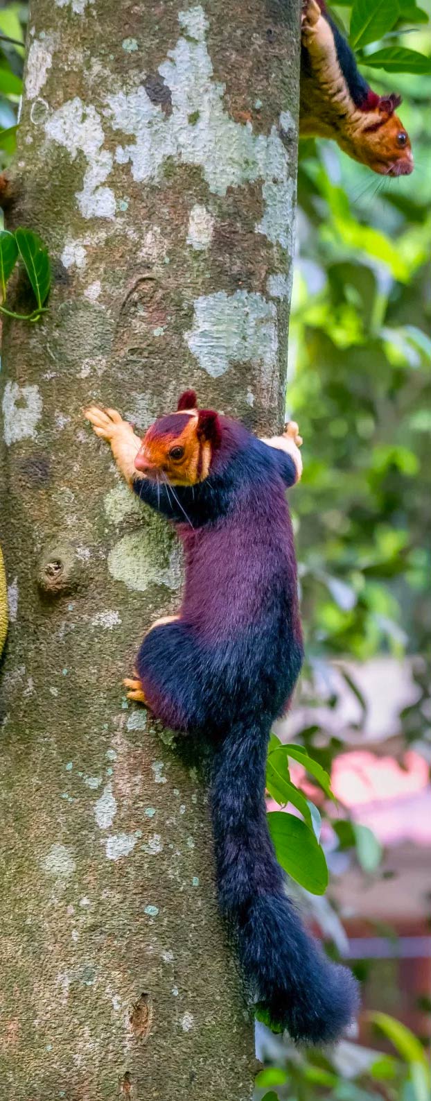 Shekru, una ardilla gigante con pelaje multicolor de la selva de Malabar
