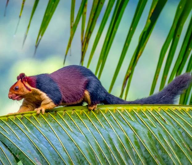 Shekru, una ardilla gigante con pelaje multicolor de la selva de Malabar