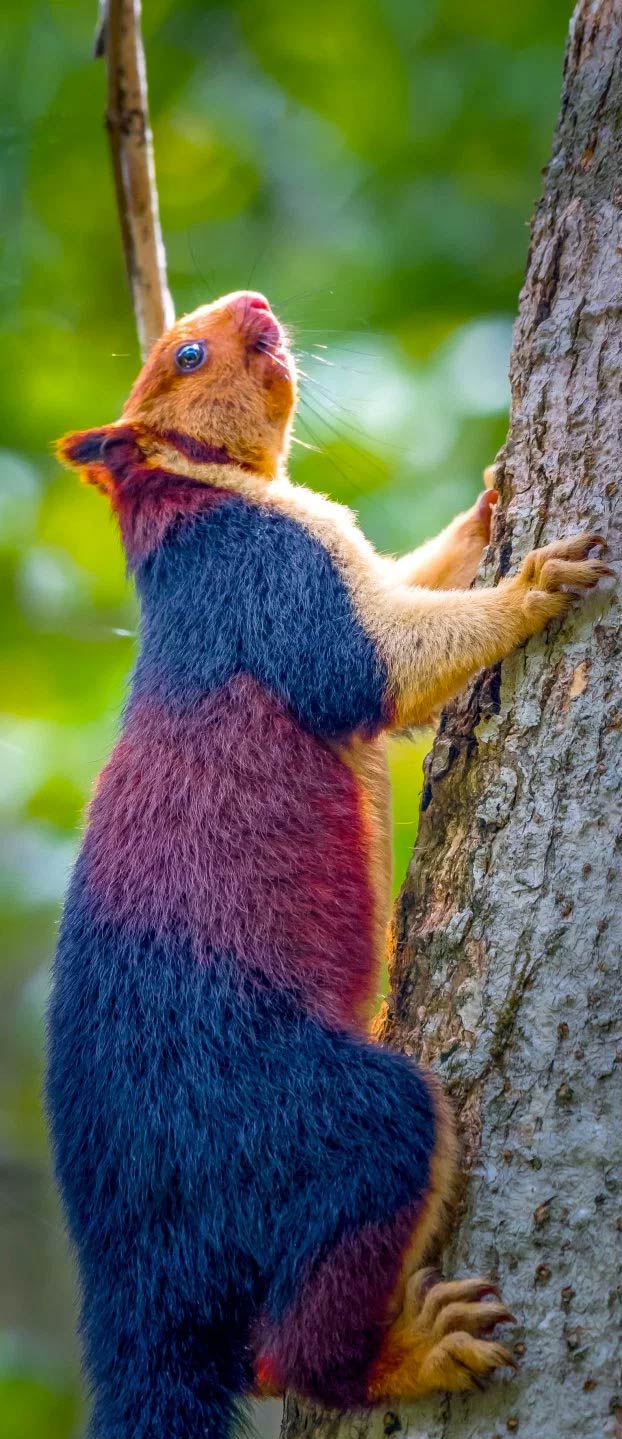 Shekru, una ardilla gigante con pelaje multicolor de la selva de Malabar