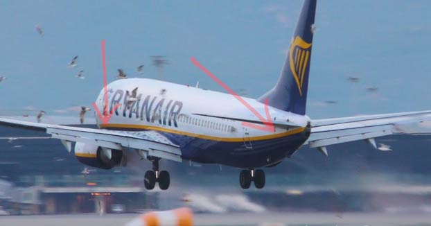 Un avión de Ryanair aterrizando en Barcelona se lleva varias gaviotas por delante