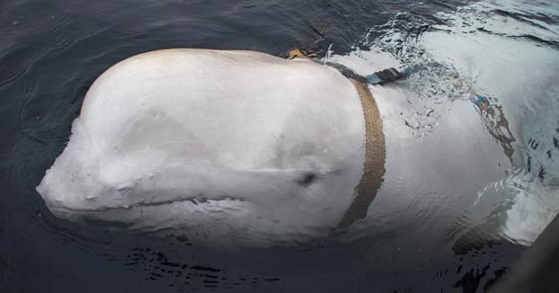 Pescadores noruegos encuentran una ballena beluga que tenía puesto un arnés de origen ruso