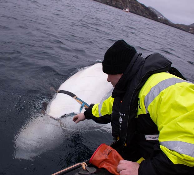 Pescadores noruegos encuentran una ballena beluga que tenía puesto un arnés de origen ruso