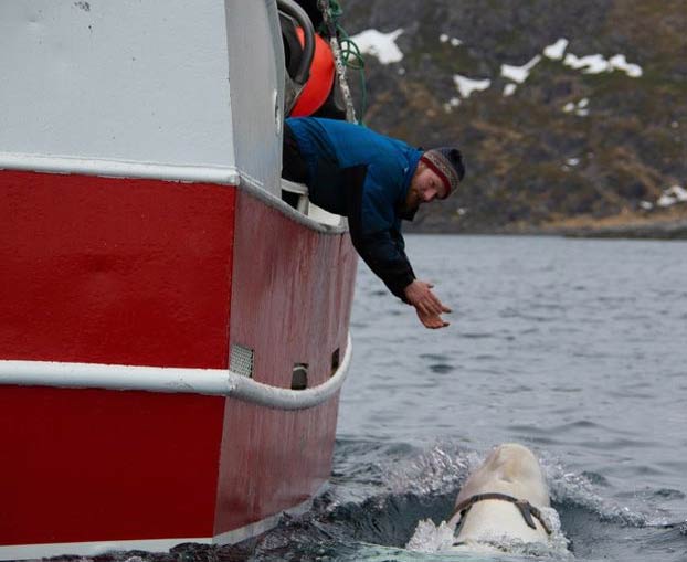 Pescadores noruegos encuentran una ballena beluga que tenía puesto un arnés de origen ruso