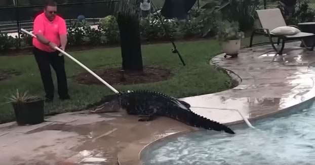 Cuando te vas a bañar en tu piscina y te encuentras un cocodrilo de tres metros en ella
