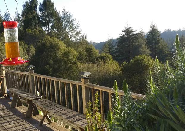 ''La Cúpula de Hongos'', una casita de madera, el alojamiento más visitado de Airbnb durante años