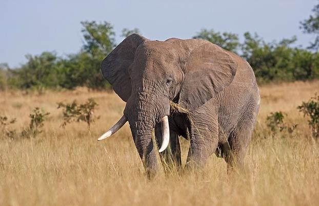 Un elefante aplasta a un cazador furtivo y una manada de leones lo acaba devorando en Sudáfrica
