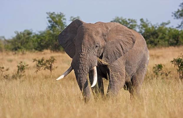 La policía publica una imagen de lo que quedó del cazador furtivo que fue pisoteado por un elefante y devorado por leones