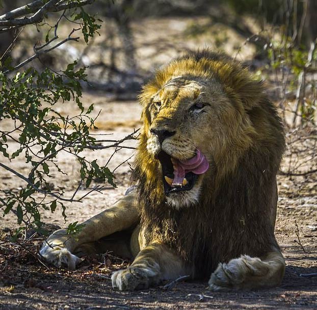 Un elefante aplasta a un cazador furtivo y una manada de leones lo acaba devorando en Sudáfrica