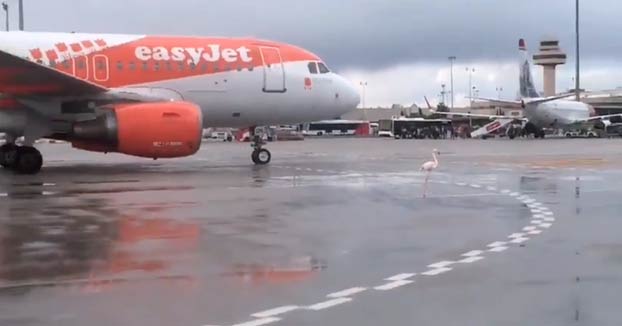 ''Andreu, tenemos un flamenco rosa en la pista del aeropuerto, y no es coña''