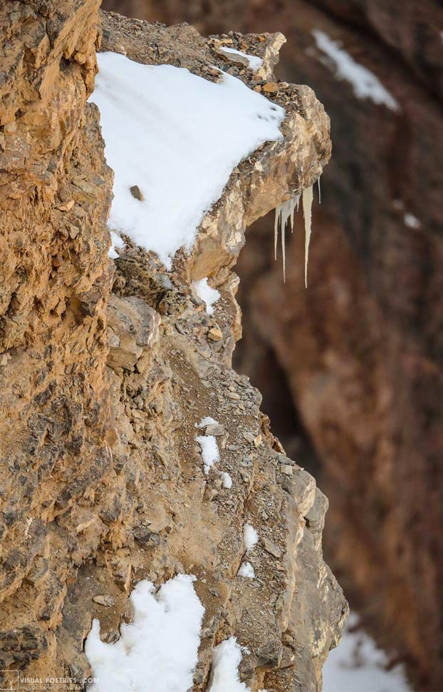 Cuando lo veas ya te habrá atacado: Foto de un leopardo de las nieves tomada por el fotógrafo Saurabh Desai