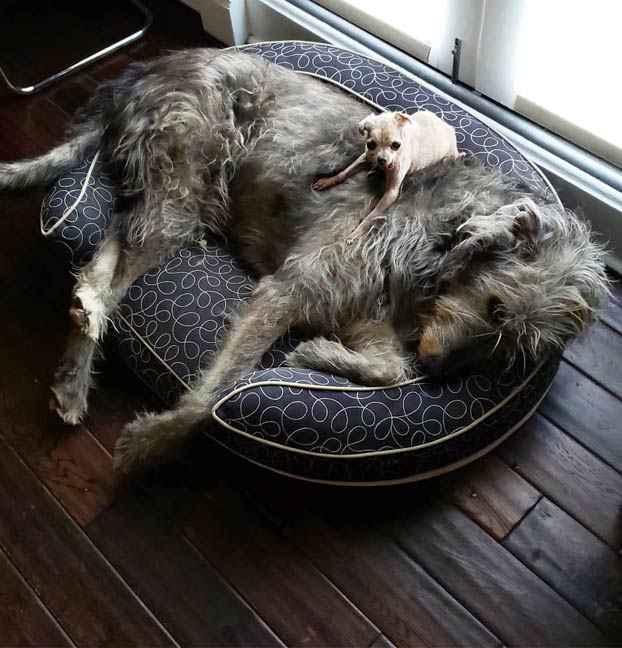 Un hombre adopta a perros mayores y animales de granja para darles una vida mejor