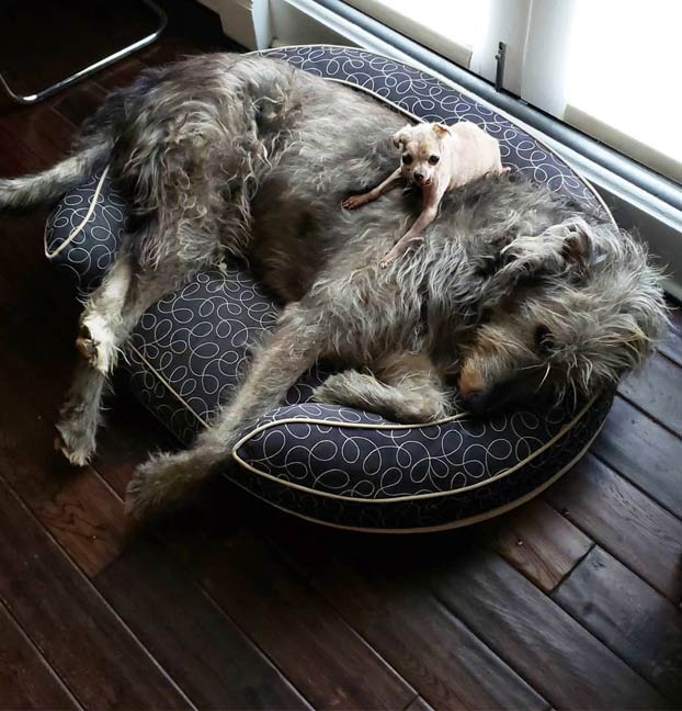 Un hombre adopta a perros mayores y animales de granja para darles una vida mejor