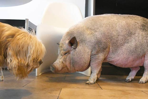 Un hombre adopta a perros mayores y animales de granja para darles una vida mejor