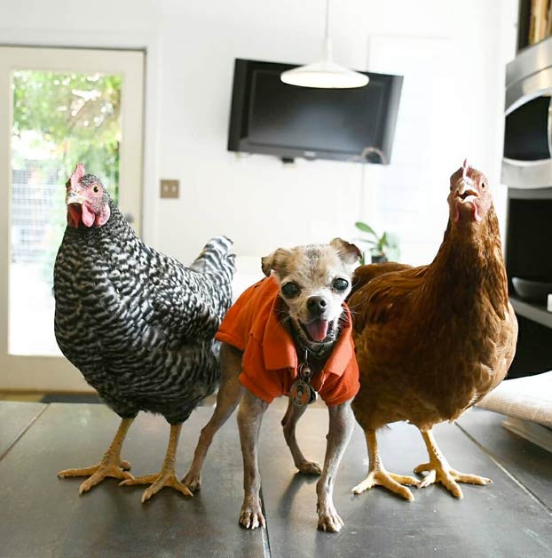 Un hombre adopta a perros mayores y animales de granja para darles una vida mejor