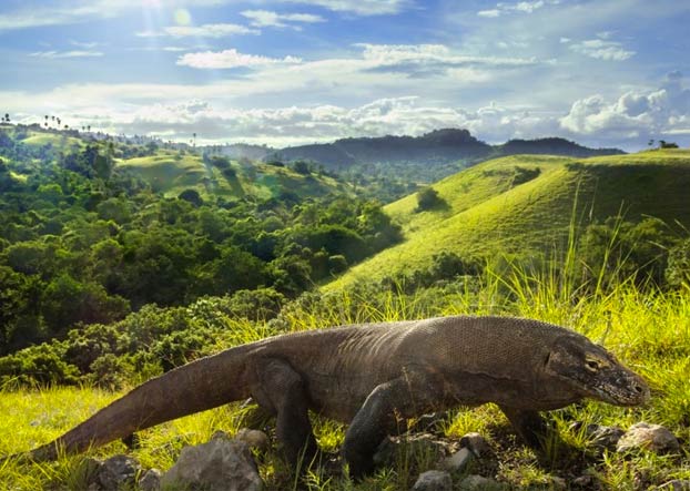 La isla de Komodo se cierra a los turistas porque la gente está robando dragones