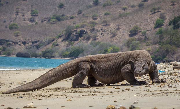 La isla de Komodo se cierra a los turistas porque la gente está robando dragones