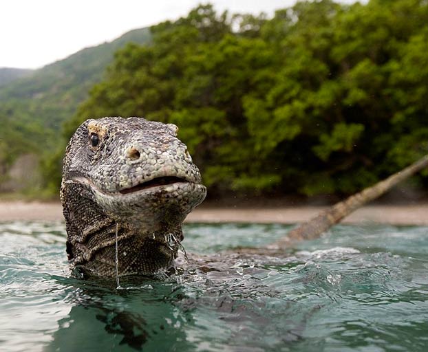 La isla de Komodo se cierra a los turistas porque la gente está robando dragones