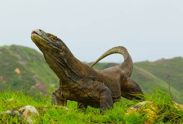 La isla de Komodo se cierra a los turistas porque la gente está robando dragones