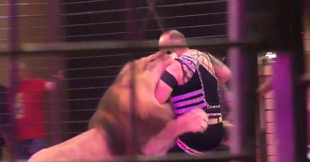 Un león ataca a su domador mordiéndole en el brazo durante el espectáculo de circo