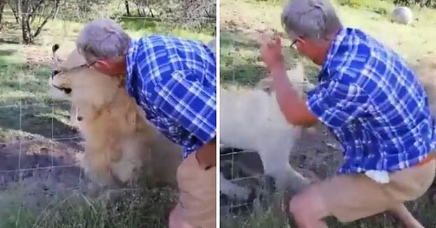 ''Ven aquí, ven aquí, deja que papá te acaricie'' Casi si queda sin brazo al acariciar a dos leones tras la valla