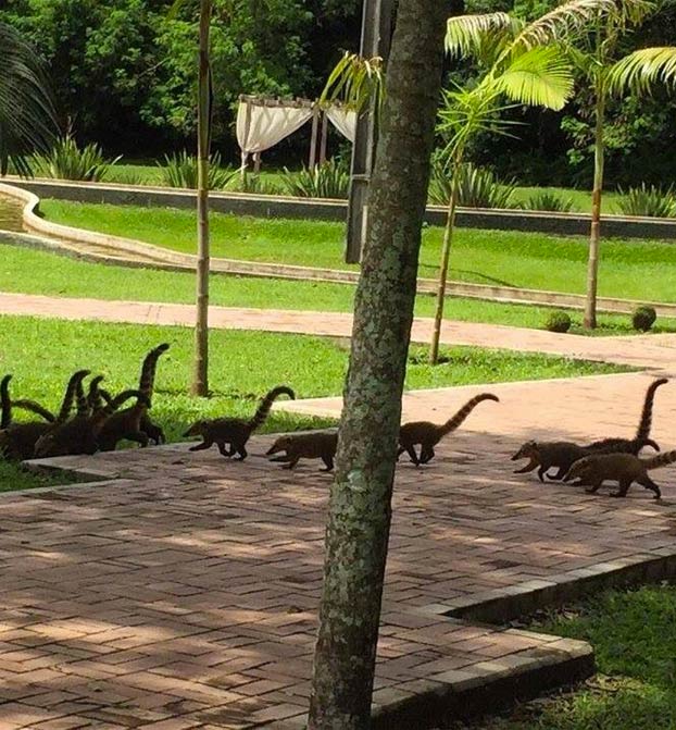 ''Díganme que no soy el único que ve una manada de minidinosaurios''