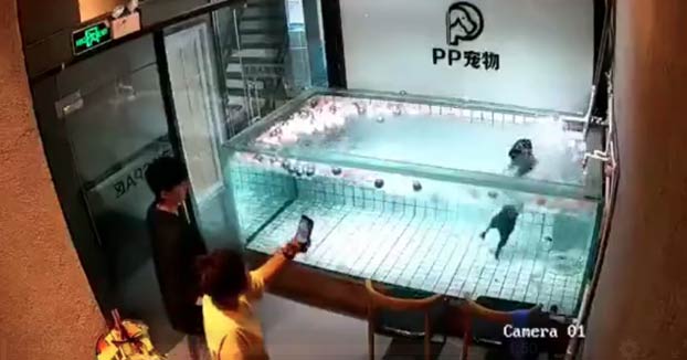 Dos mujeres lanzan a un perro a la piscina de una tienda de mascotas para grabar cómo se ahoga