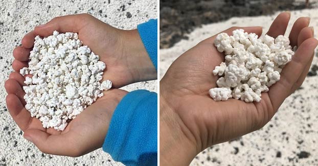 Popcorn Beach, una playa de Fuerteventura que tiene unas pequeñas algas que parecen palomitas