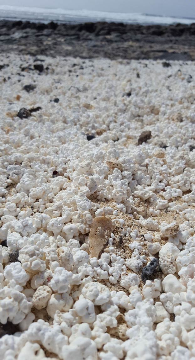 Popcorn Beach, una playa de Fuerteventura que tiene unas pequeñas algas que parecen palomitas