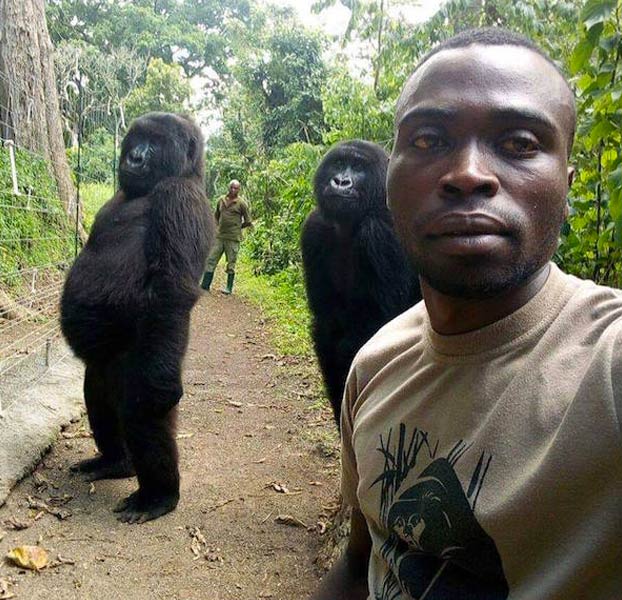 Unos gorilas posan para un selfie con unos guardas forestales en el Congo que los protegen de los furtivos