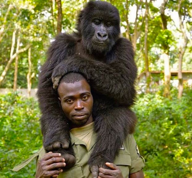 Unos gorilas posan para un selfie con unos guardas forestales en el Congo que los protegen de los furtivos