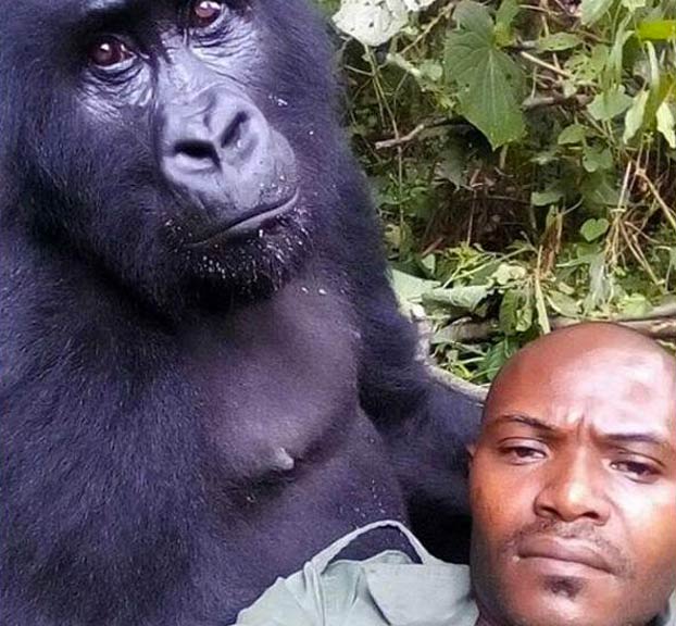 Unos gorilas posan para un selfie con unos guardas forestales en el Congo que los protegen de los furtivos