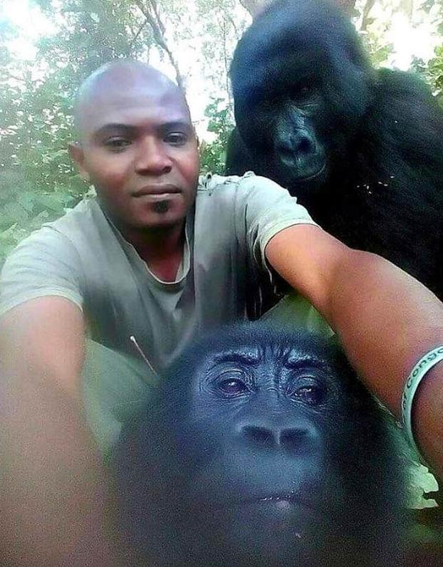 Unos gorilas posan para un selfie con unos guardas forestales en el Congo que los protegen de los furtivos