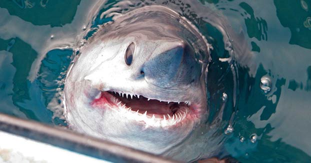 Momento en el que unos pescadores capturan un enorme tiburón de 250 kilos y más de dos metros de largo