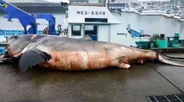 Un tiburón blanco de 2.000 kg muere asfixiado intentando devorar una tortuga