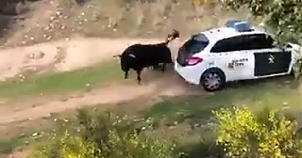 Un toro se escapa de una finca y embiste a varios coches de la Guardia Civil