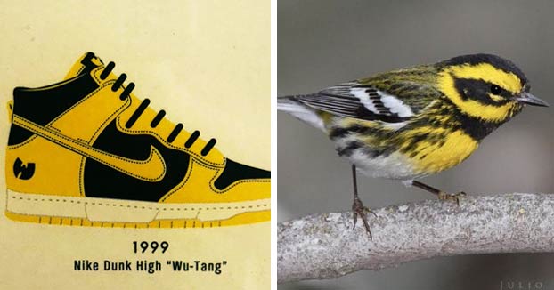 La relación cromática entre las zapatillas y los pájaros