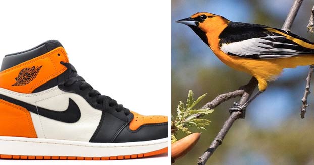 La relación cromática entre las zapatillas y los pájaros