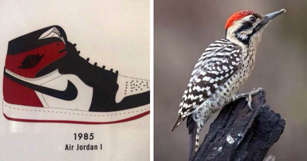 La relación cromática entre las zapatillas y los pájaros
