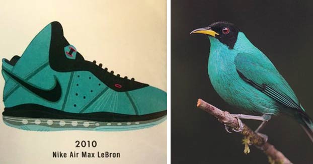 La relación cromática entre las zapatillas y los pájaros