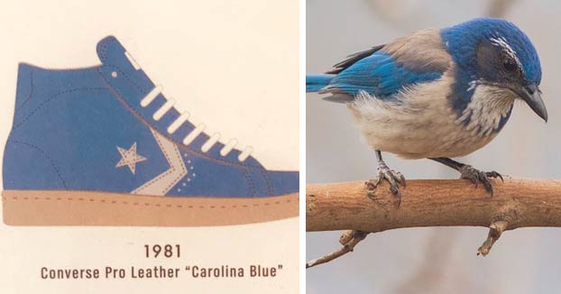 La relación cromática entre las zapatillas y los pájaros