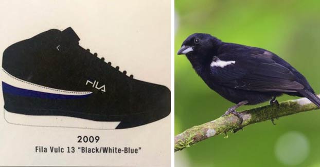 La relación cromática entre las zapatillas y los pájaros