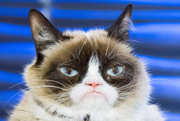 Muere a los 7 años Grumpy Cat, la gata más famosa de Internet