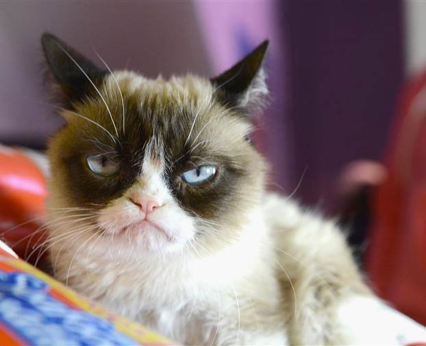 Muere a los 7 años Grumpy Cat, la gata más famosa de Internet