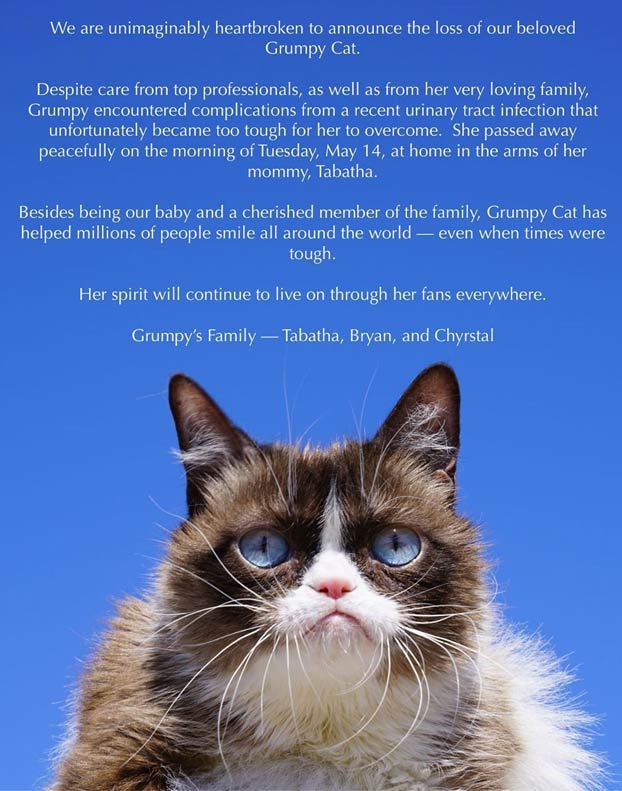 Muere a los 7 años Grumpy Cat, la gata más famosa de Internet