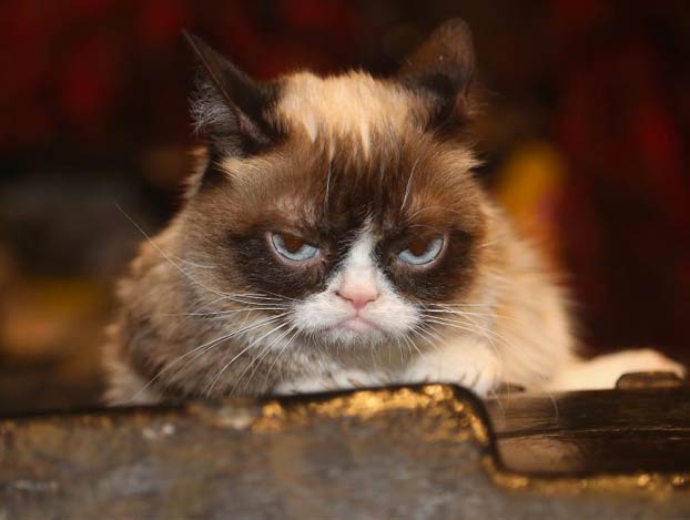 Muere a los 7 años Grumpy Cat, la gata más famosa de Internet