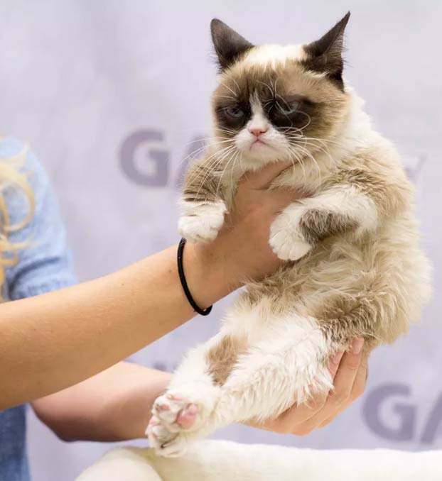 Muere a los 7 años Grumpy Cat, la gata más famosa de Internet